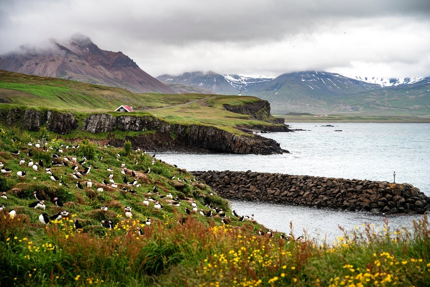 Colorful puffins nest on a grassy cliffside at Borgarfjordur, West Iceland, with mountains and sea in the background.