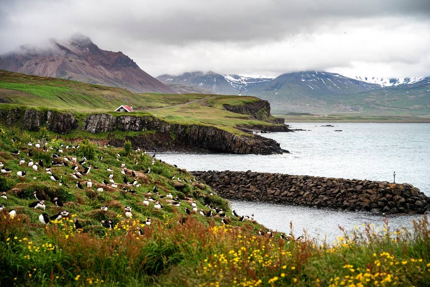 Colorful puffins nest on a grassy cliffside at Borgarfjordur, West Iceland, with mountains and sea in the background.