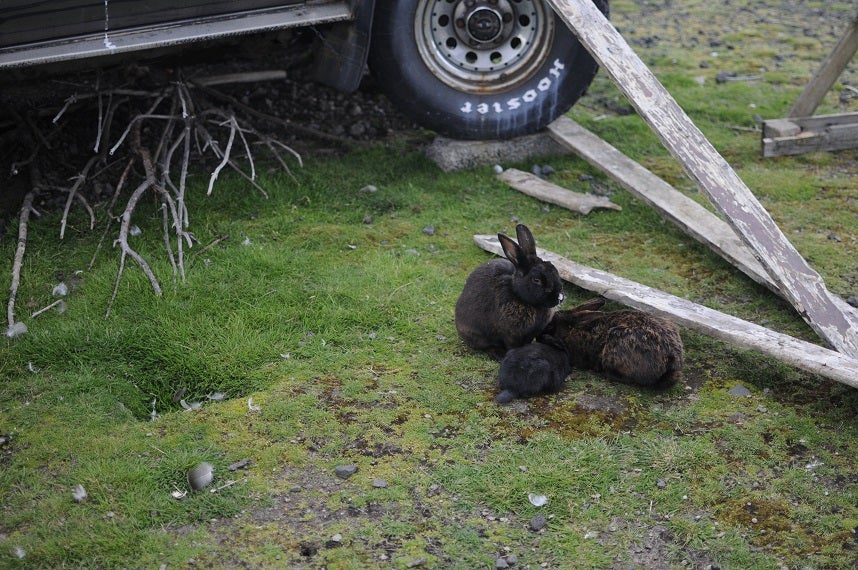 The Cute Animals of Iceland