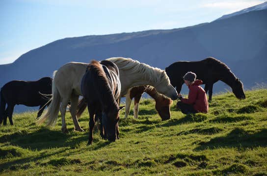 Horse Riding Tour on Hraunlandarif Beach in the Snaefellsnes Peninsula