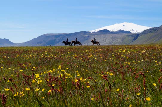 Horse Riding Tour on Hraunlandarif Beach in the Snaefellsnes Peninsula