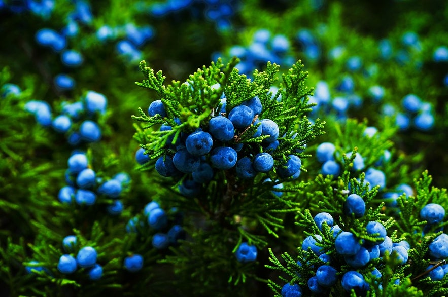 Fresh juniper berries in Iceland used for crafting Icelandic liquor and spirits with unique botanical flavors.