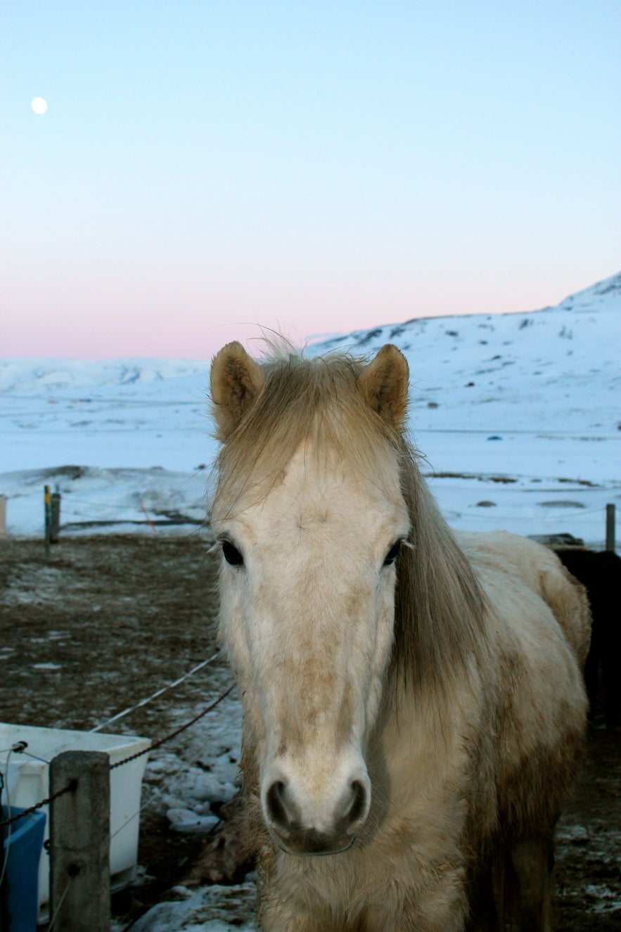 Dalvík, un pueblo pequeño en el norte de Islandia