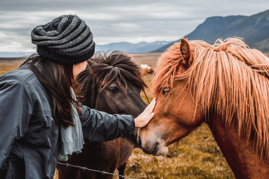 Tourist getting ready for horseback riding with Icelandic horses in the countryside.