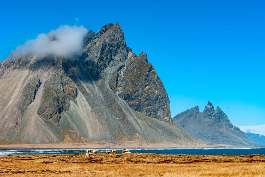 Reindeer grazing on golden grassland beneath the dramatic rocky peaks of Vestrahorn mountain in southeast Iceland, with low clouds over the summit and the ocean at the mountain’s base.