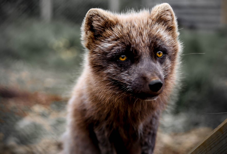 The arctic fox is the only mammal to have lived longer in Iceland than man.