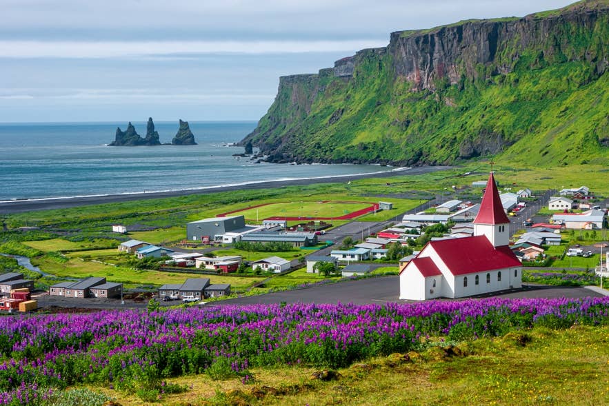 Icelandic sheep grazing on a grassy slope near Vik in South Iceland.