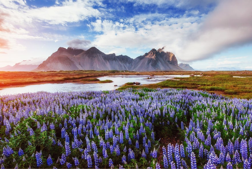 Lupinen sind ein häufiger Anblick in Island.